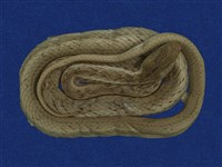 藏品(茶斑蛇)的圖片